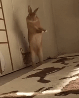groovybun