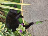 Meowser
