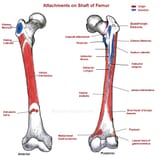 femur-shaft-attachments