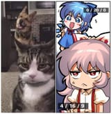 cirno dog mokou cat
