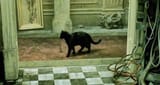 d56c2-matrix-cat