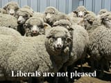 sheep5