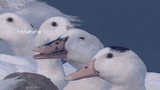 happy-face-duck-hehehe-ar7gr4gjim5xbm3p