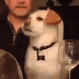 dog rolling his eyes