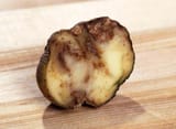 blight-plant-disease-water-mold-Phytophthora-infestans