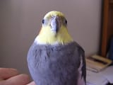 information-on-the-cockatiel-and-cockatiels