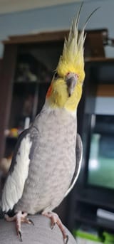 do-your-birds-ever-go-skinny-v0-75bl141sqfld1