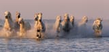 header-coastal-horses-2489612370