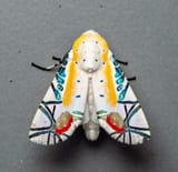 my moth