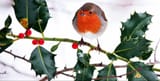 nice robin