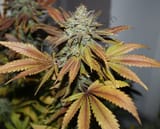 weed