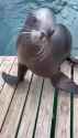 aphearse-seal-dance_thumb.jpg