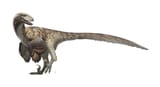 Deinonychus