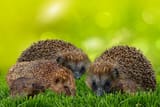 animals-g61433ffb2_1280