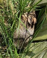 bun_bun