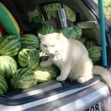 erdogan cat