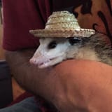 sombrero
