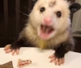 shocked bunsom