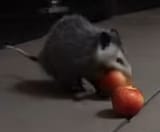 smol apple thief