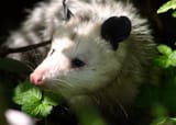 pensive possum