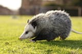 the benchmark for opossum