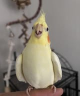 Qt