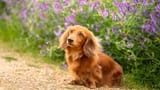 Dachshund (Miniature Long-Haired)2