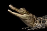 american-alligator