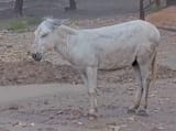 donksaj
