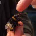 bumble cocksucker guzzling sweet sweet nectar_thumb.jpg