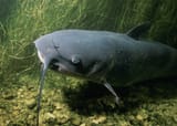 Channel-Catfish