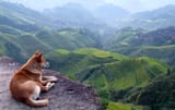 dog.overview......................