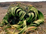 Welwitschia-mirabilis-Tree-Tumbo2