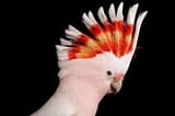 macaw1