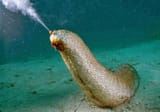 sea cucumber4