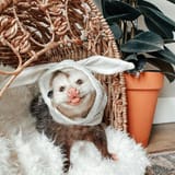Easter Bunny