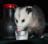 sips slurps