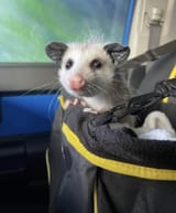 travel sized
