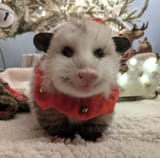 sporty possum