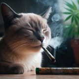 stoner_cat