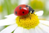 ladybug-daisy_3x2
