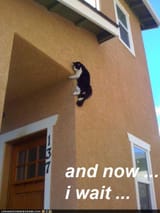 Climbing.the.wall.cat..............