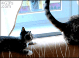 cat.changes.his.mind......