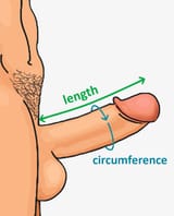 Erect_penis_measurement