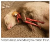 FerretTrash