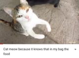 catfood