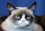 Grumpy-Cat-9