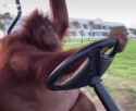 monkey-conduciendo_thumb.jpg