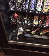 vend