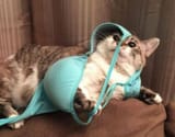 kotbooba